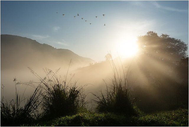 Bright sun in the misty morning - Congonhal - Sul de Minas - MG - Brazil