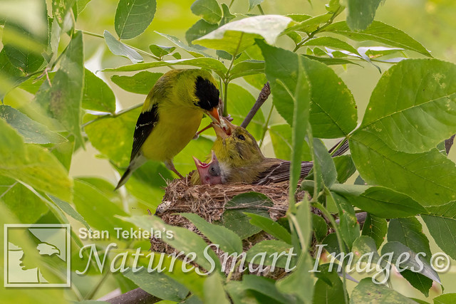 American Goldfinch male feeding female at nest Tekiela K0A5622