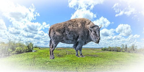 At Home on the Refuge by Rusty Russ, buffalo home plum island refuge range field sky wow close
day digital flickr country bright happy co