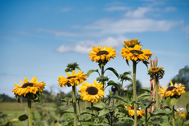 A jumble of sunflowers