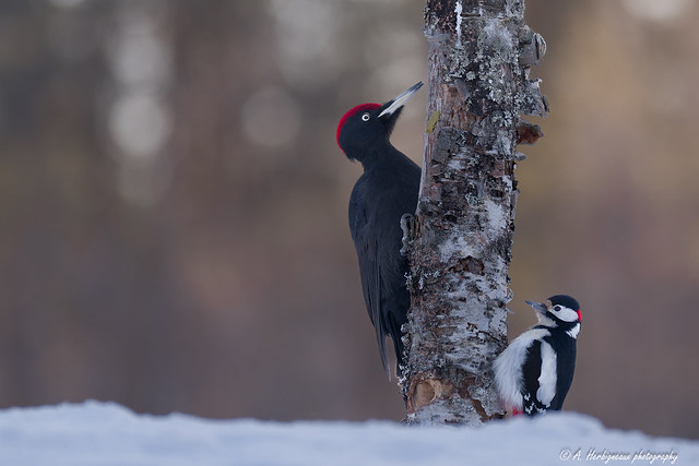 Pic noir et Pic épeiche, Black woodpecker and Great spotted woodpecker