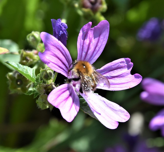 Purple Flowers of Wild Geranium and Bumblebee_0502