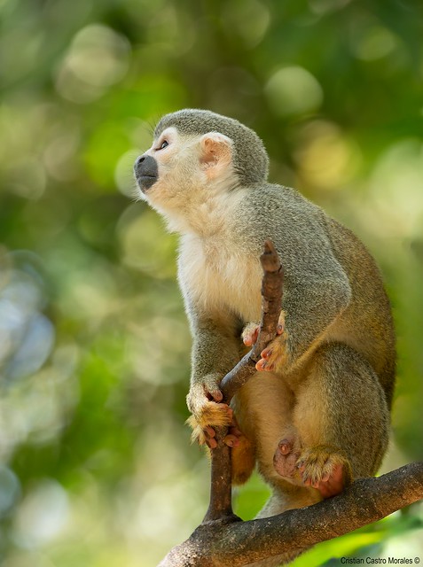 Mono ardilla (Saimiri cassiquiarensis)