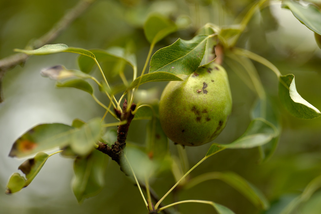 A pear on the tree