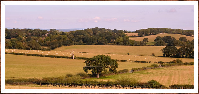 Sussex Fields & Hedgerows AONB