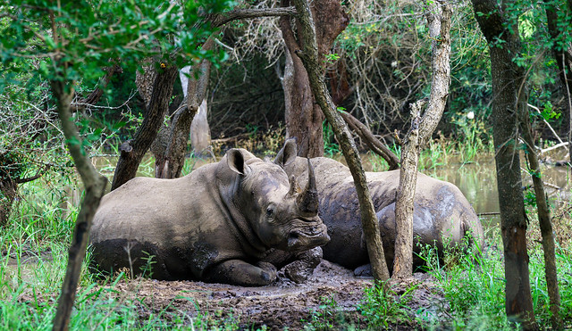 Two Rhinoceros Wallowing in Mud - South Africa 16