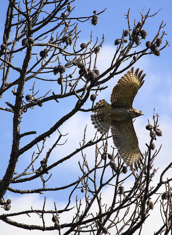 Red-shouldered hawk in dead pine tree flying away by Ann Mathews