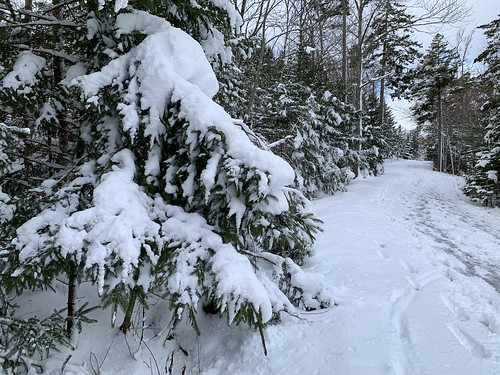Snow rests heavily on a fir tree branch by a snowy path, marked by slushy footprints
