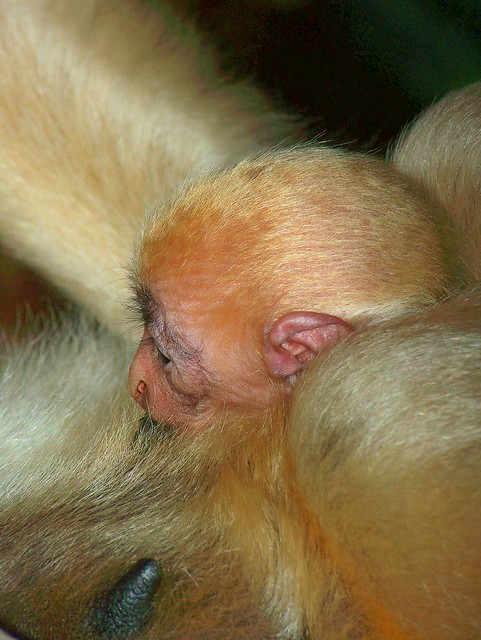 Nursing newborn white-cheeked gibbon
