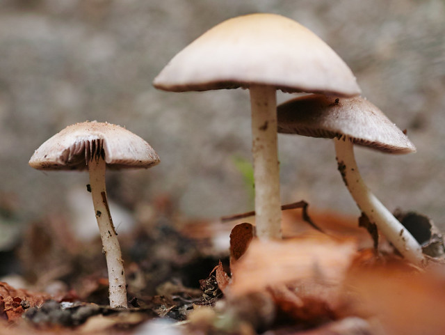 mushroom season