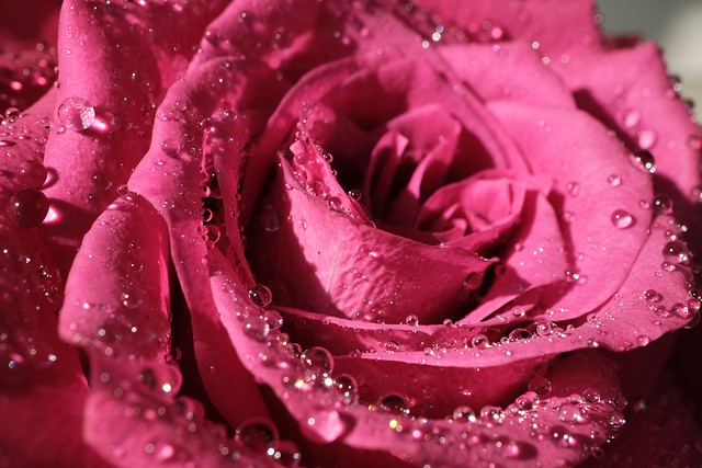 Rose flower with drops of water.