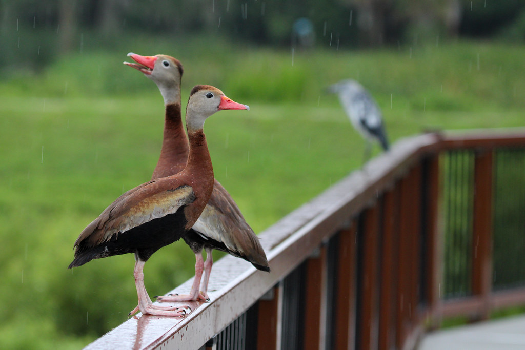 Black_Bellied_Whistling_Duck_OWRP_by_CityofOcala