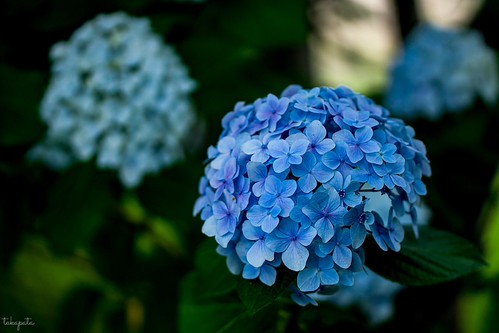 Hydrangea | by takapata