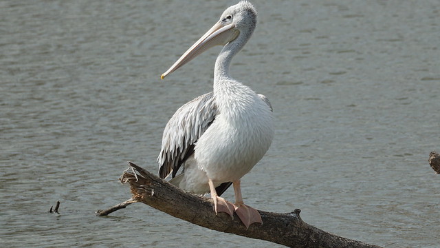 Pelican - Lake Naivasha - Kenya