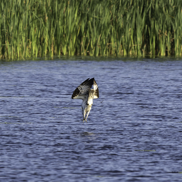 First Osprey Catch