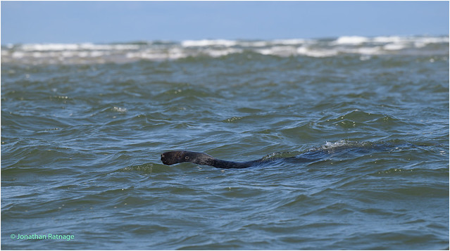 Grey Seal in the Water