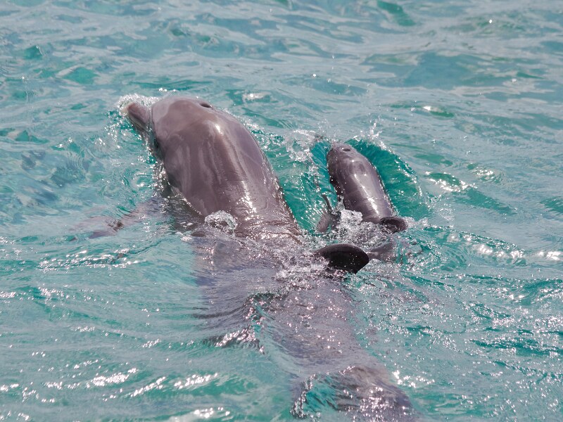 A dolphin and a baby dolphin swimming together, with their heads up from the water