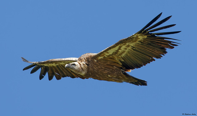 Griffon Vulture / Vautour fauve / Gyps fulvus
