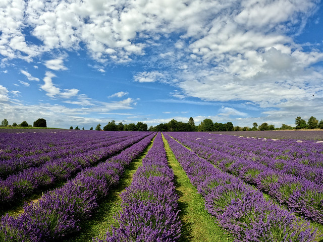 Warwickshire Lavender