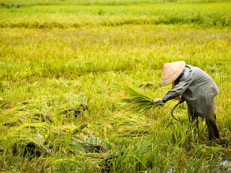 Mekong Delta rice