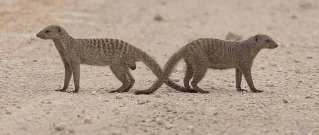 Mangustenpaar | Pair of mongoose