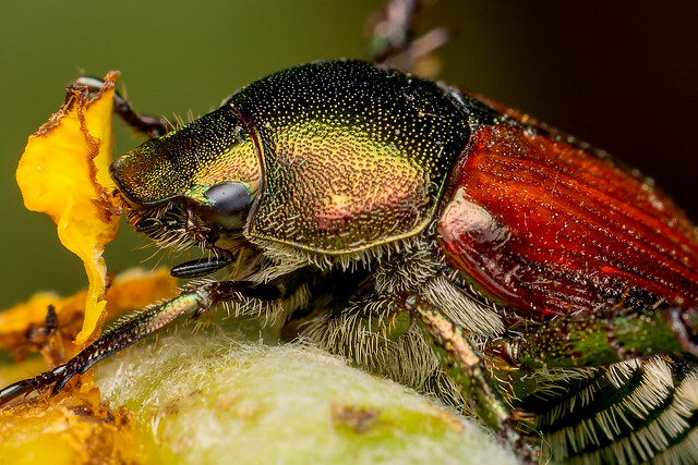 Japanese Beetle Enjoying a Rose