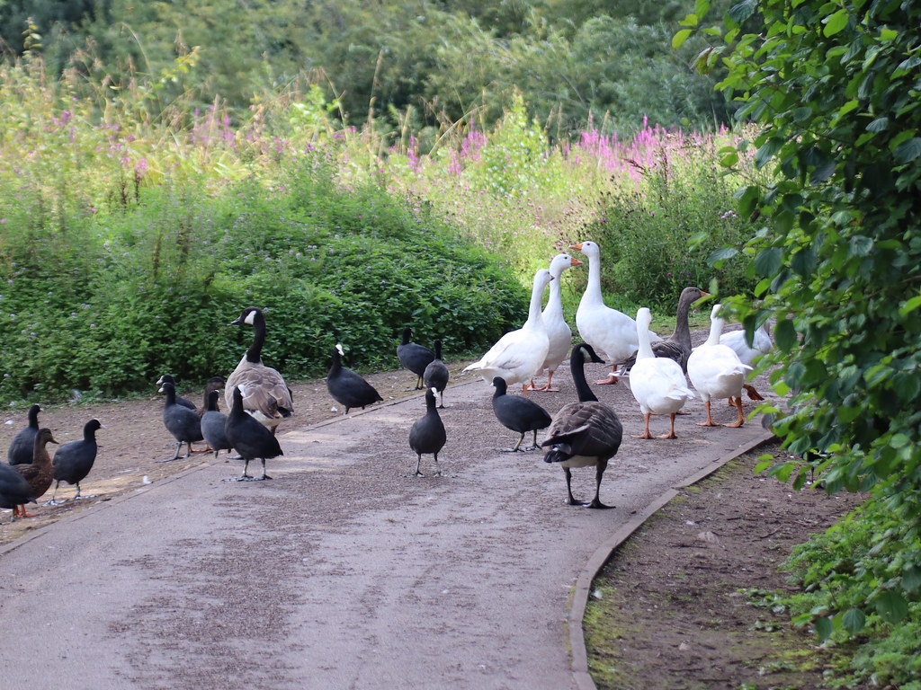 A Waddle of Waterbirds