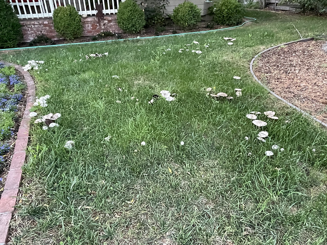 Deer mushrooms