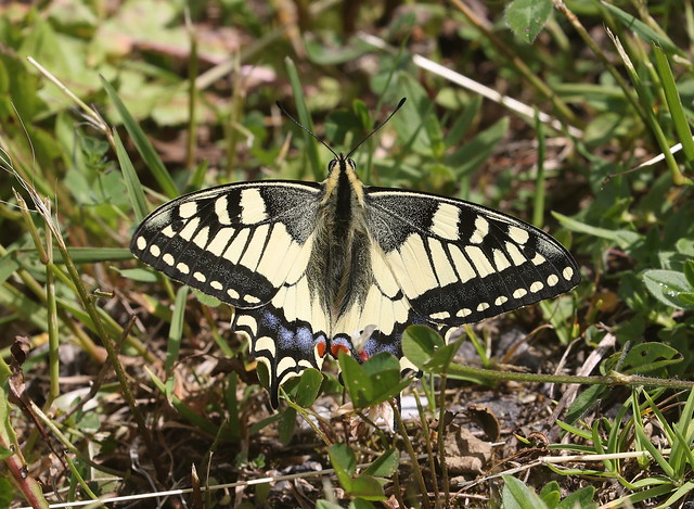 Svalehale (Common Swallowtail / Papilio machaon)