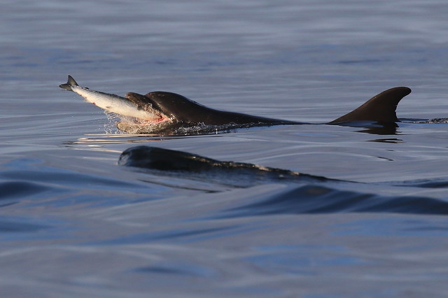 Bottlenose Dolphin Feeding