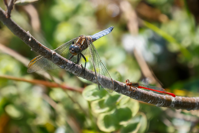 Keeled Skimmer and Small Red Damselfly