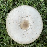 Mushroom 