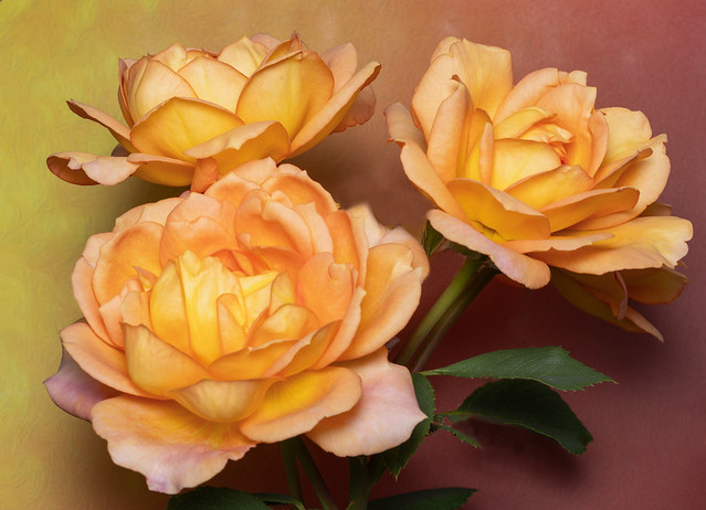 Rose Bouquet