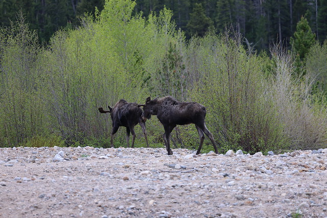 Moose On Our Visit to Alluvial Fan - Rocky Mountain National Park (Colorado) - June 6th, 2023