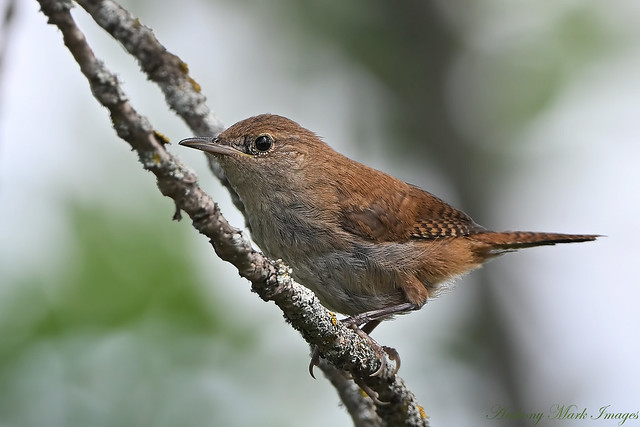 House Wren Perched