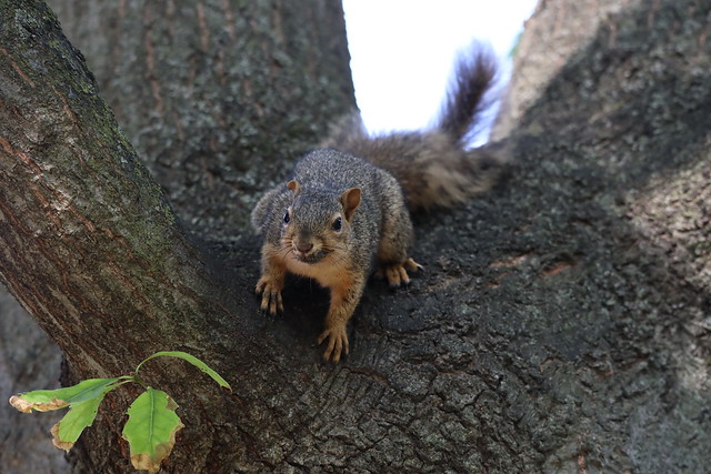 Fox Squirrels in Ann Arbor at the University of Michigan on July 31st, 2023