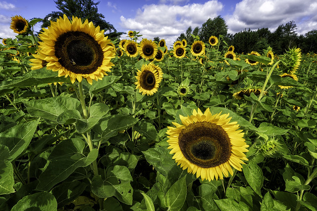 20230812_8178 Sunflowers