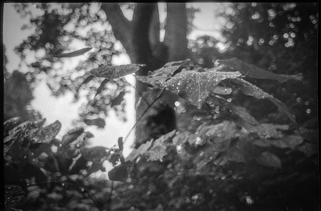 leaves, plant and tree forms, rain, backlit, yard, Asheville, NC, Exa Jhagee Dresden, Aetna Rokunar AUTO WIDE 28mm f2.8, Fomapan 400, HC-110 developer, 8.4.23