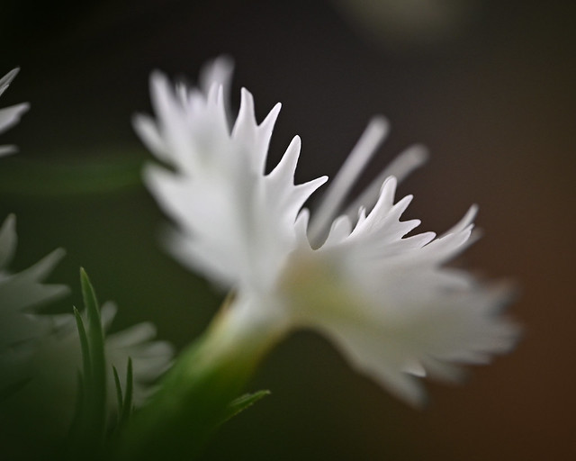 White Dianthus