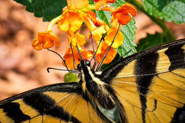 Eastern Tiger Swallowtail Butterfly on Lantana Flowers