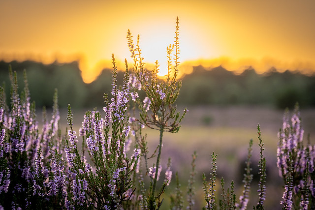 Heideblüte im Sonnenuntergang