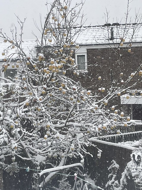 Snow on the apple tree, March '23