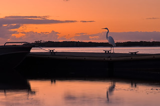 Egret at the Boat Ramp
