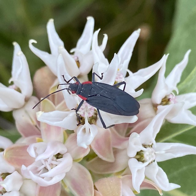 Jadera haematoloma (Red-shouldered Bug) on Asclepias speciosa (Showy Milkweed)