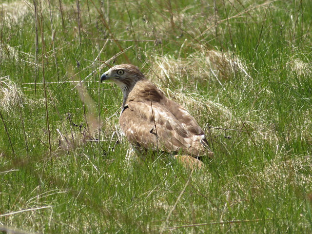 Red-tailed Hawk 3