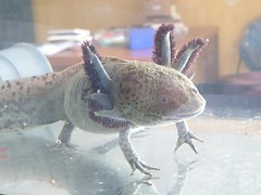 Our Axolotl has a deformed head