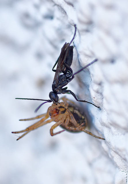 Ichneumon wasp with prey