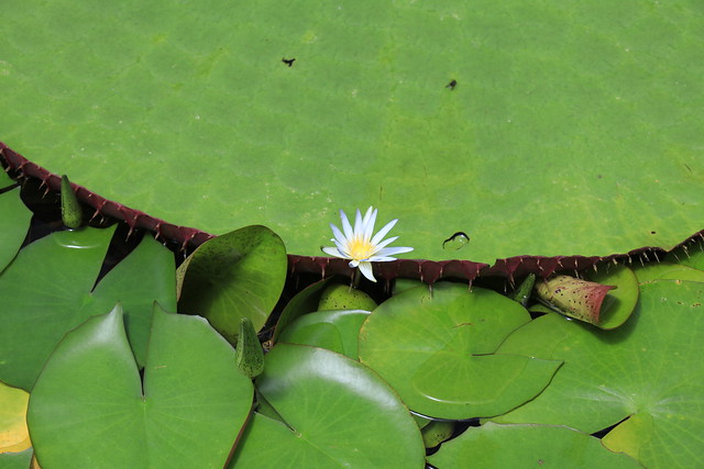Nymphaea caerulea, the blue Nile waterlily growing with Victoria amazonica