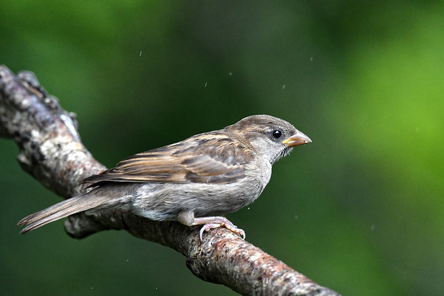 Juvenile House Sparrow (Passer domesticus)