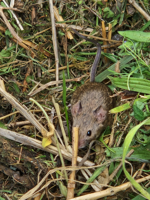 Woodmouse (Apodemus sylvaticus) in compost heap, Pebrieres